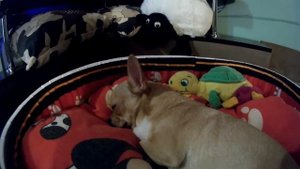 Течка у собаки.(Estrus in the )