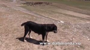 Чабаны из селения Чимгилиш Кабадиянского района по пути в Рашт