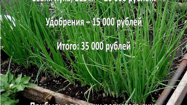 Выращивание лука. Бизнес-идея