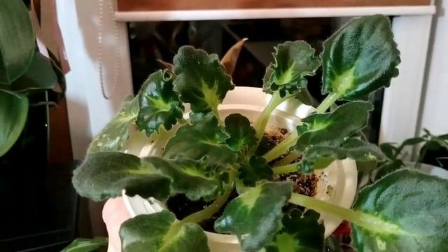 Комнатные цветы/моя коллекция/ вариегатные растения/ Как я спасала Кротон Кодиеум