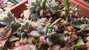 Результат размножения эхеверии цветоносом