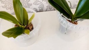 Мои новые орхидеи Phal.Chang Yi Green Giant’Yaphon MC и P.tetraspis v.alba. Август 2020г.
