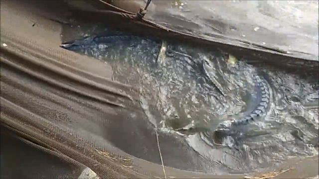 НЕ БОЛЬШОЙ СЮРПРИЗ СОВМЕСТНО С ЗАВТРАШНИМ ЗАПУСКОМ ОСЕТРА смотреть онлайн