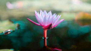 Maldives summer lounge jazz