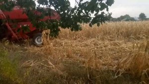 Молотим кукурудзу Нива ск5 2020 частина1