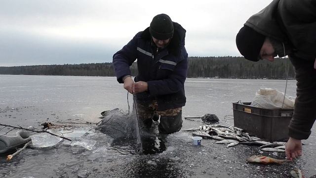 ТАЁЖНЫЕ ПРИКЛЮЧЕНИЯ / ДОБЫЛ ПЕРВОГО РЯБЧИКА / ПРОВЕРКА СЕТЕЙ / КОВАРНАЯ ЛУЖА смотреть онлайн