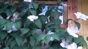 #клематис #белый #крупноцветковый / Клематис Иоанн Павел II . Крупноцветковый белый король