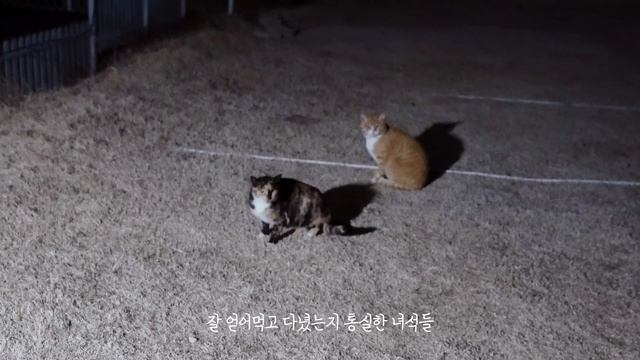 텐트 찢고 화목난로 첫사용에 대형사고가 났다! 아찔한 동계캠핑 . 캠핑 브이로그 . 솔로캠핑 .