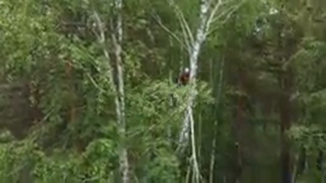 Бытовой Альпинизм: Спил аварийной берёзы с помощью полиспаста. смотреть онлайн