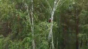 Бытовой Альпинизм: Спил аварийной берёзы с помощью полиспаста.