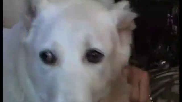 Дрессировка / Команда Место Для Щенка / Команда Место Обучение Собаки смотреть онлайн