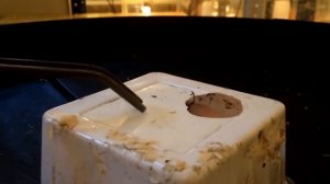 Самая милая змея в мире!