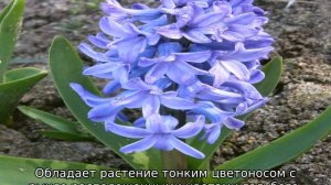 Гиацинт (цветок)