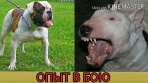 Кто сильнее!американский бульдог против бультерьера.//батл животных//(ANIMALS BATTLE BIT).