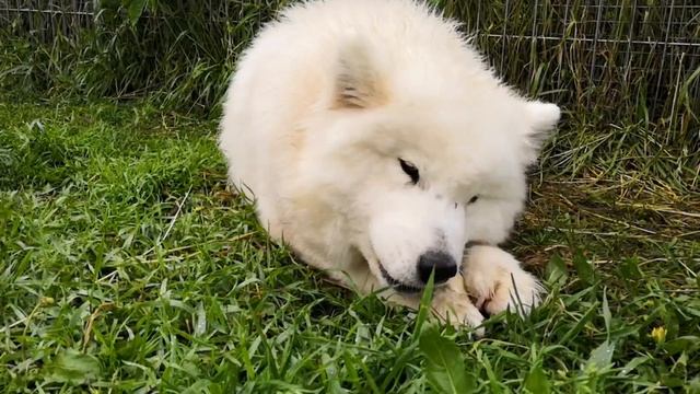 НУЖНА ПОМОЩЬ ЗРИТЕЛЕЙ, ДУНЯША В ПОДВЕШЕННОМ СОСТОЯНИИ смотреть онлайн