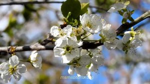 Стихи про маму грустные. Скорбящая мать. Стих