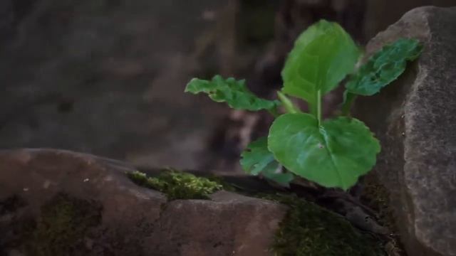 каменный завал в Лазаревском. аул Тхагапш смотреть онлайн