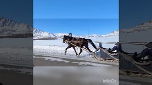 Русский рысак-иноходец 5лет.видео 05.02.2022г.Продажа 87777656999