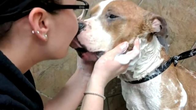 Девушка забрала из приюта питбуля. Посмотрите какой он счастливый! смотреть онлайн