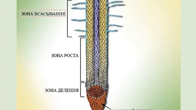 Корневой чехлик зона роста зона всасывания зона проведения. Волос и его строение. Внутреннее строение корня в зоне всасывания. Находится в зоне всасывания корня. Находится в зоне всасывания корня.