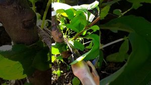 Не растет дерево / что делать? / новости из питомника