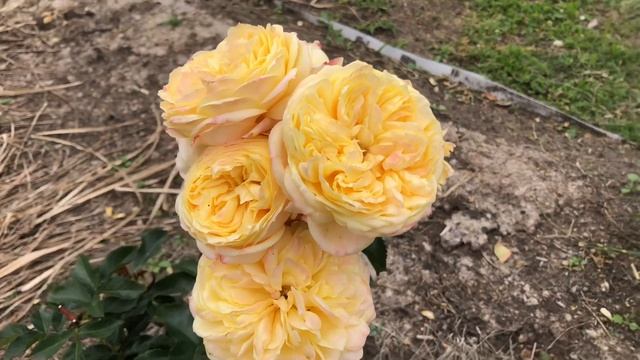 Роза Лампион Lampion смотреть онлайн