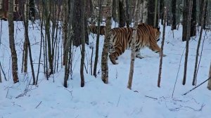 Четыре тигра в новом вольере наводят суету