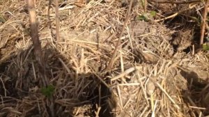 Как вырастить крупную и СЛАДКУЮ малину