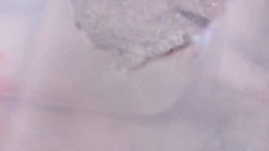 Как сделать влажную камеру для эублефара ?