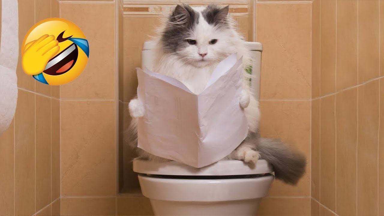 СМЕШНЫЕ  ПРИКОЛЫ С КОТАМИ 2023
