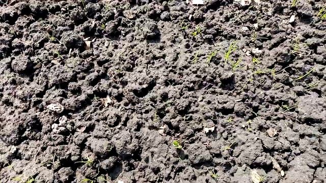 Посадка Рассады Многолетнего Лука "СЛИЗУН" в Открытый Грунт. 5 мая 2021г. смотреть онлайн