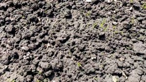 Посадка Рассады  Многолетнего Лука "СЛИЗУН" в Открытый Грунт.  5 мая 2021г.