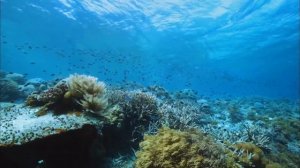 Яд. Достижение эволюции - Все части - Документальный фильм