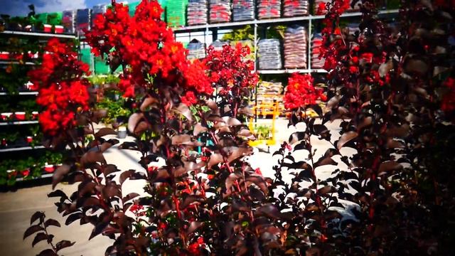 Лагерстрёмия .Crape Myrtle . ( или индийская сирень) смотреть онлайн