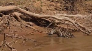 QUANDO A ONÇA COME O TATU NO PANTANAL