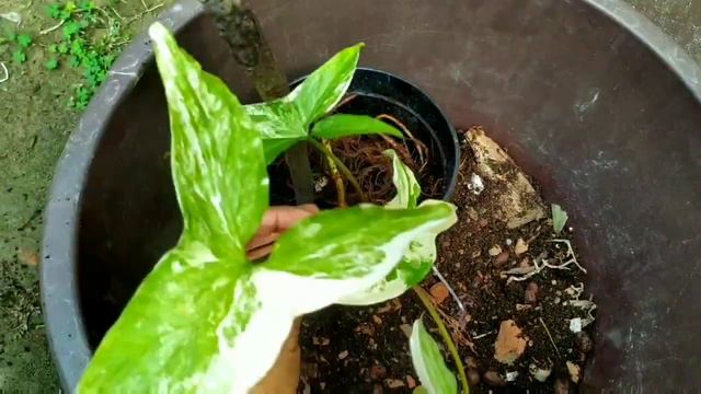 SYNGONIUM ALBO VARIEGATA/ Syngonium albo potting mix/ #Syngoniumalbovariegata смотреть онлайн