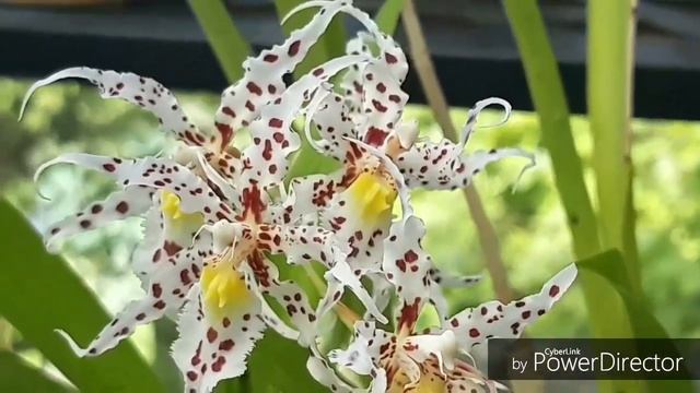 Орхидеи. ОНЦИДИУМ уход и содержание в домашних условиях. Oncidium naevium очень ароматная орхидея.
