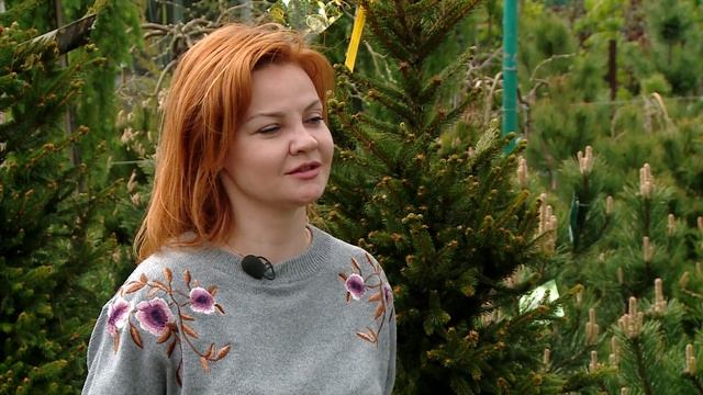 Что посадить на участке/Морозоустойчивые растения/Хвойные, лиственные и кустарники смотреть онлайн