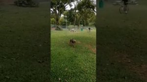 Oskar the Weimaraner