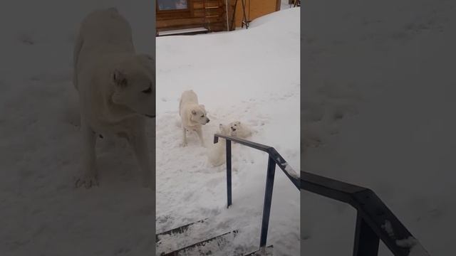 алабай девочки 2 месяца смотреть онлайн