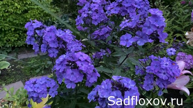 Самый, самый синий флокс Блю Парадайз смотреть онлайн