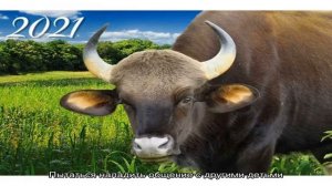 Год Быка — какие года, когда будет: характеристика
