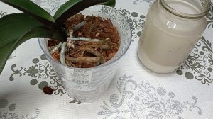 Рисовая вода для орхидей ?