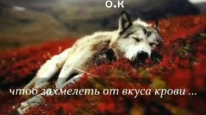 Танго одинокого волка.🐅