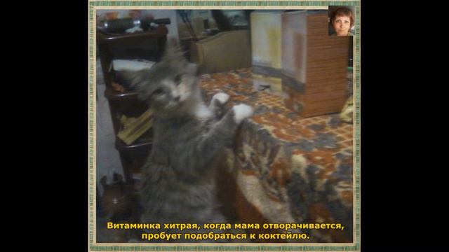 Велнес-история одного котенка смотреть онлайн