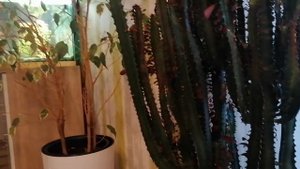 Молочай треугольный, уход и содержание!