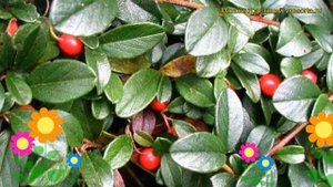 Кизильник даммера Майор. Краткий обзор, описание характеристик cotoneaster dammeri Major