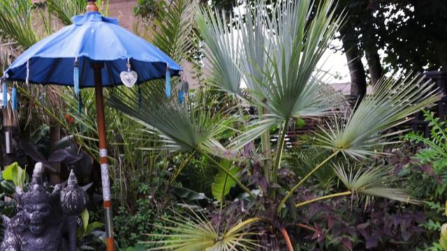 Mark's CRAZY Tiki Garden & Rare Tropical Plant Greenhouse! смотреть онлайн