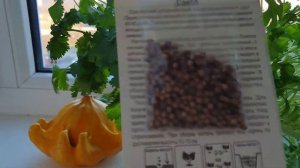 Огород в квартире. Кинза. Букетный способ выращивания.
