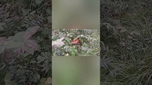 Грибы белые.